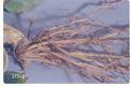 Otiorhynchus ovatus (Strawberry root weevil)
