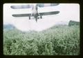 Plane applying hormones to pears at Hood River, 1965