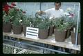 Harrison Dooley spraying roses in greenhouse, USDA Pesticide Regulation Division, 1967