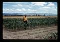 Art King in experimental corn field by Halsey mill, Halsey, Oregon, circa 1972