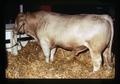 Charolais bull in best herd of six, Oregon State Fair, Salem, Oregon, circa 1973