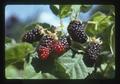 Closeup of marionberries, Corvallis, Oregon, 1975