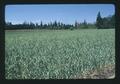 Garlic field near Independence, Oregon, June 1974