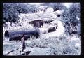 Manure patty cakes drying on sewer pipes, India, circa 1970