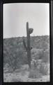 Red-tailed hawk’s nest in a saguaro