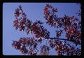 Closeup of scarlet oak branch, circa 1965