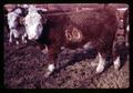 Branded cow in Union, Oregon, circa 1970