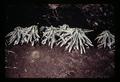 Closeup of lily plants, Canby, Oregon, 1971 circa