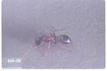 Camponotus herculeanus (Carpenter ant)