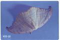 Drepana arcuata (Hooktip moth)