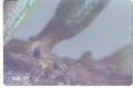 Oligonychus ununguis (Spruce spider mite)