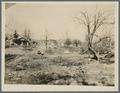 Damaged orchard (?), circa 1915