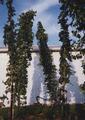 Hop plants on poles