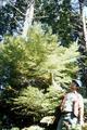 Full tree Doug Fir? With Forester
