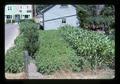 Home garden on Orchard Street, Corvallis, Oregon, 1977