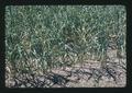 Closeup of garlic field near Independence, Oregon, June 1974