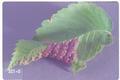 Eriosoma rileyi (European elm leafgall aphid / Woolly elm bark aphid)