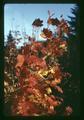 Fall foliage, Oregon, circa 1965
