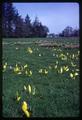 Skunk cabbage in pasture, Oregon, circa 1965