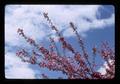 Closeup of flowering branches on cherry tree, Corvallis, Oregon, 1976
