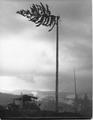 View of a wooden spar tree being topped.  The highclimber is Floyd Malcom and the operation is M&W Logging Co on Howell ridge