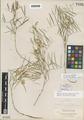 Lathyrus coriaceus White ssp. aridus Piper