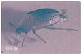 Silpha ramosa (Carrion beetle)