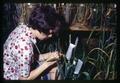 Student breeding barley crosses in greenhouse, Corvallis, Oregon, circa 1965