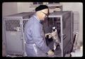 Paul Weswig removing lamb from pen, Oregon State University, Corvallis, Oregon, circa 1970