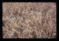 Barley field near Salem, Oregon, circa 1973