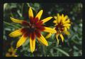 Brown-eyed Susans, Corvallis, Oregon, 1974