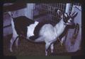 Goat at Pacific Livestock Expo, Oregon, October 1976