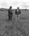 H. A. Barnes and Albert Julian, of Lyons, inspect fine stand of subterranean clover and fescue