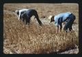 Workers harvesting rod rows at Sherman Experiment Station, Moro, Oregon, 1977