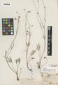 Ranunculus austro-oreganus L. Benson