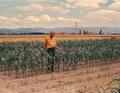 Art King in corn field