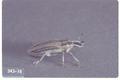 Cleonus sparsus (Radish weevil)
