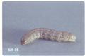 Euxoa messoria (Darksided cutworm)