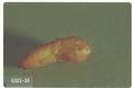 Philonthus sordidus (Rove beetle)