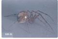 Pimoa altioculata (Sheetweb spider)