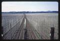 Recently strung pole bean field, Aurora, Oregon, 1966