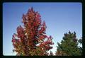 Gum trees in fall, Corvallis, Oregon 1967