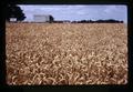 Wheat field, Irish Bend, Oregon, circa 1973