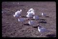 White turkeys strutting, Oregon State University, Corvallis, Oregon, October 1971