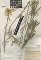 Erysimum suffrutescens (Abrams) Rossbach var. grandifolium Rossbach