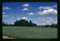 Lilies, Jan DeGraff farm, Clackamas County, Oregon, August 1972