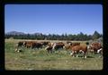 Hereford cattle, Oregon, circa 1972