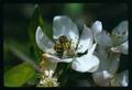 Closeup of bee on apple blossom, Oregon, May 1975