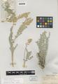 Astragalus tyghensis M. Peck