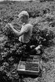 Ray Streight picking blackcap raspberries